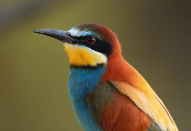 Bulanık bir arka planda Avrupalı bir arı yiyenin güzel portresi