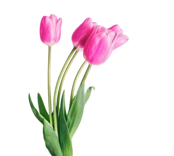Boeket Van Vijf Roze Tulpen Geïsoleerd Witte Achtergrond — Stockfoto