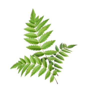 Beyaz arka planda üç güzel ağaç yaprağı buketi 