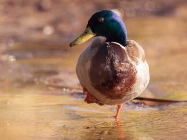 Göl kıyısında tek ayak üstünde duran renkli Drake. 