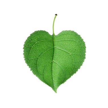 Green leaf in the shape of a heart isolated on a white background