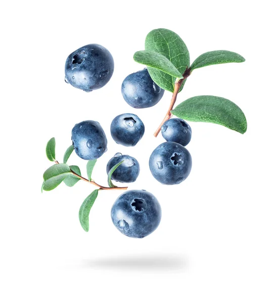 Wet Blueberries Leaves Air Close — Zdjęcie stockowe