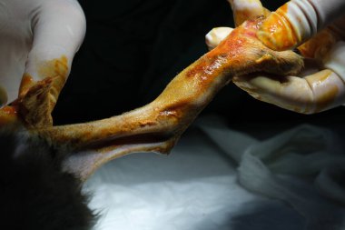 Bir hayvan hastanesinde cerrah ve veteriner tarafından bir kediye cerrahi operasyon yapıldı.