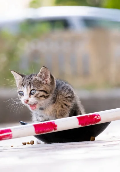 Bezpański Kot Jedzący Jedzenie Podekscytowany — Zdjęcie stockowe