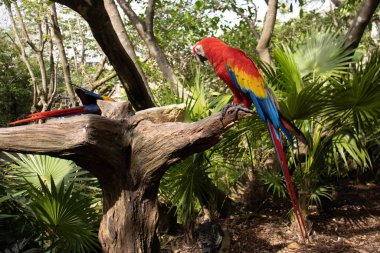 Kırmızı papağan ya da kırmızı papağan olarak da bilinen güzel bir çift papağan. Bu papağan, Güney Amerika ormanlarında çok iyi kamufle olan çok renkli bir kuş tüyünü taşıyan tropik ormanların yerlisidir..