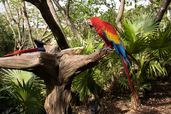 Belo Par Papagaios Vermelhos Também Conhecido Como Arara Vermelha Ara — Fotografia de Stock