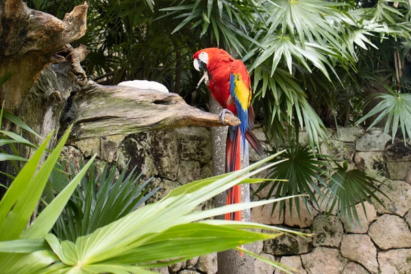 Gyönyörű Piros Papagáj Más Néven Makaó Vagy Ara Makaó Papagáj — Stock Fotó