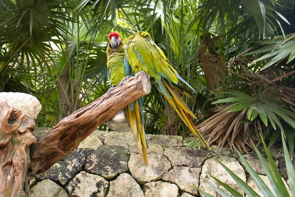 美丽的一对军用鹦鹉 也被称为金刚鹦鹉或军用鹦鹉 是热带地区的一种奇特而自然的鸟类 在美国南部 它以其美丽的绿色 给动物们增添了不少美丽的色彩 — 图库照片