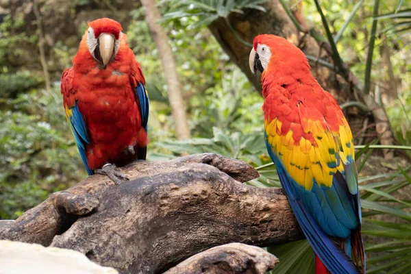 Para Czerwonych Papug Znana Również Jako Ara Macao Lub Szkarłatna — Zdjęcie stockowe