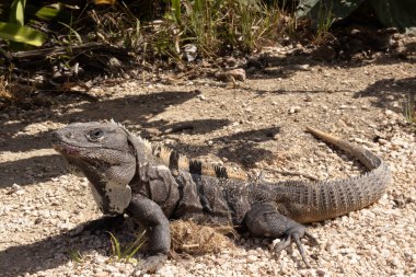 Yaz aylarında Maya şehri Tulum 'da güneş banyosu yapan iguana' nın arka planı, turkuaz su ve diğer hayvanlarla birlikte Meksika 'nın da sembolüdür..