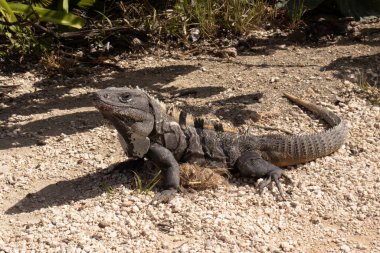 Tulum plajında bulunan Maya şehrinin küçük ejderhası Iguana, Maya şatosunun yıkıntısının dibinde, Karayip Denizi 'nde tatil ve yaz turizmi için ideal bir yer..
