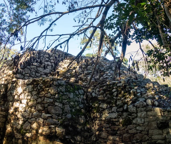 古代のマヤ遺跡コバのジャングルの中でピラミッドを持っているメキシコのユカタン半島の古いマヤの都市 そしてそれを訪問する何千人もの人々を魅了します — ストック写真