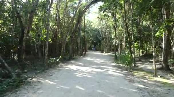 Andar Bicicleta Pelo Meio Selva Península Yucatan Onde Ruínas Maias — Vídeo de Stock