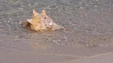 Beyaz bir kumsalda okyanus dalgalarıyla yıkanan muhteşem ve egzotik deniz kabuğu, canlıların yaşadığı küçük bir deniz yaşamı manzarası..