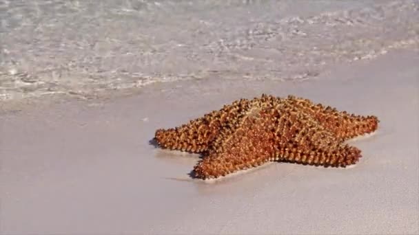 在美丽的加勒比海沙滩上 在夏日宜人的阳光下 在海浪的映衬下 美丽而奇异的天然海星沐浴在美丽的沙滩上 — 图库视频影像