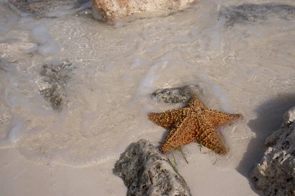 Exotische Zeester Gebaad Door Kariboenzee Het Een Prachtig Zeedier Typisch — Stockfoto