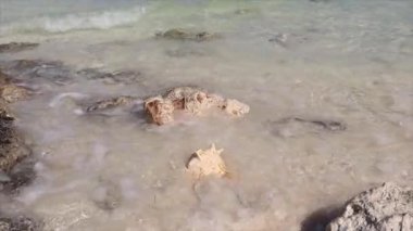Işıl ışıl güneşin altında deniz kabuğu ya da okyanus kabuğu ve kumsalın kumsalında dinlenmek, mutluluk, rahatlama ve refah taşıyan turizm ve tatiller için ideal bir arka plan..