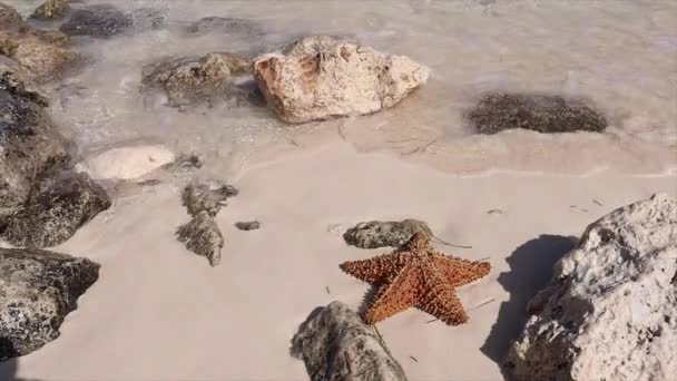 Exotic Photo Starfish Beautiful Underwater Animal Typical Sea Ocean Transmits — Stock Video