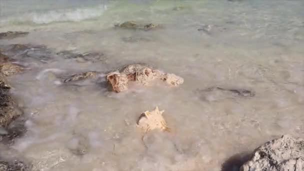 Kagyló Kagyló Tengerből Vagy Óceán Ragyogó Nap Alatt Pihen Homokban — Stock videók
