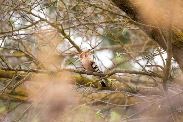 Hermoso Pájaro Abubilla Descansando Árbol Mientras Cuida Los Depredadores Los — Foto de Stock