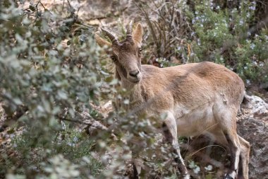 Güzel dağ keçisi doğal ortamında, bu hayvan bir dağ keçisidir. Avrupa vadilerinin doğasında, dağlarla dağların en yüksek kesimlerindeki kayalar arasında yaşar..