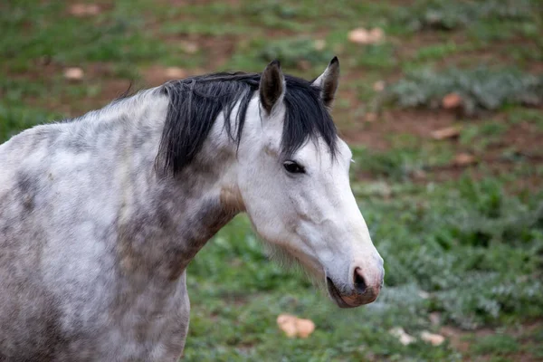 Όμορφο Λευκό Άλογο Αναπαύεται Ελεύθερα Στο Στάβλο Του Ενώ Ανακτά — Φωτογραφία Αρχείου