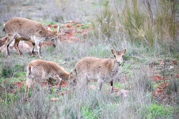 Ibex specimens attentive to predators in the mountain meadow, these mountain goats live in harmony in the mountains and high places due to their agility to climb and live in large communities and wildlife that they share with other species.