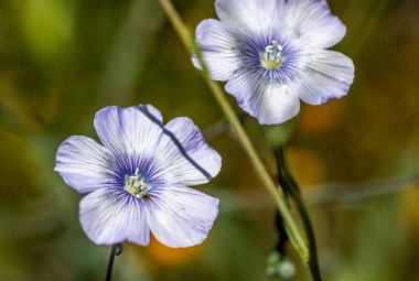 Işıl ışıl İspanyol yaz güneşinin altında, İspanya kırsalında özgürce büyüyen iki mavi kır çiçeği..