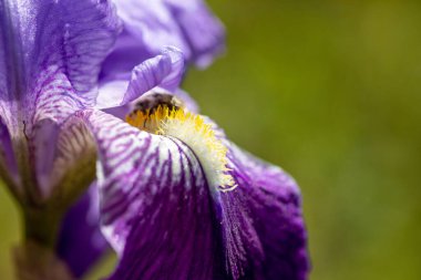 Vahşi mavi çiçek tarlada özgürce büyürken bir eşek arısı parlak İspanyol güneşinin altında zengin polenleri yiyor..