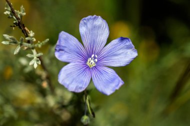 İspanya 'nın parlak yaz güneşinin altında, İspanya' nın kırsalında özgürce büyüyen güzel mavi kır çiçeği..