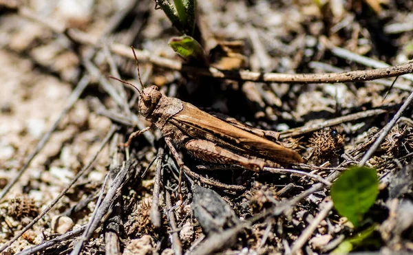 Grasshopper Living Freely Spanish Countryside While Feeding Vegetation Grows Bright — Stockfoto