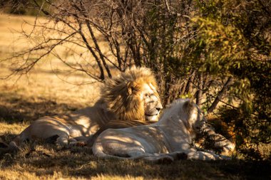 Güneşin ışıl ışıl parladığı Afrika savanasında, özellikle Güney Afrika 'da, aslanlardan oluşan bir aile. Bölgenin kralları oldukları için gün batımının avlanmasını bekliyorlar..
