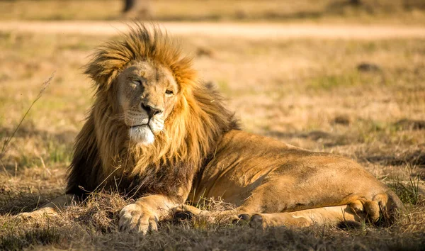 Lev Jedním Velkých Predátorů Světě Obývá Panuje Africké Savany Jako — Stock fotografie