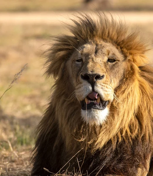 Roi Lion Regardant Grand Prédateur Savane Africaine Profitant Des Dernières — Photo