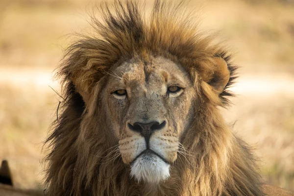 Krásný Lev Hledící Svou Kořist Pod Sluncem Africké Savany Připravující — Stock fotografie