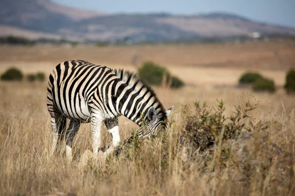 Зебра Питается Африканской Саванне Национального Парка Пиланесберг Южной Африке Рассветом — стоковое фото