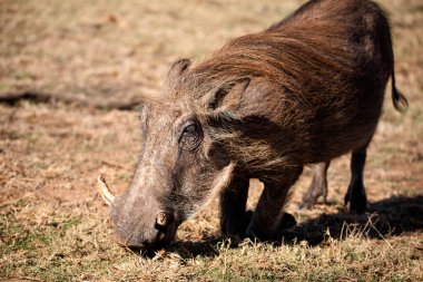 Güney Afrika 'daki Pilanesberg Ulusal Parkı' nda safarinin yıldız domuzu Pumbaa 'nın güzel fotoğrafı. Bu otçul hayvan Afrika savanasında yaşıyor..