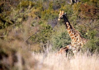 Güney Afrika 'daki Pilanesberg Ulusal Parkı' nın Afrika savanındaki ağaçlardan yiyen zürafalar çok uzun otçul hayvanlardır..