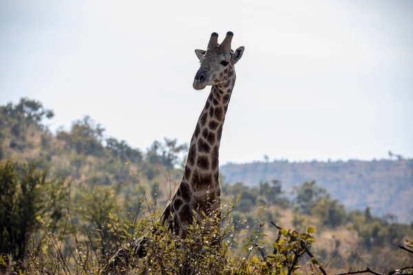 Zsiráf Keres Élelmiszer Víz Afrikai Szavanna Pilanesberg Nemzeti Park Dél — Stock Fotó
