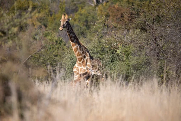 Zsiráf Sétál Keresztül Afrikai Szavannán Dél Afrikai Pilanesberg Nemzeti Parkban — Stock Fotó