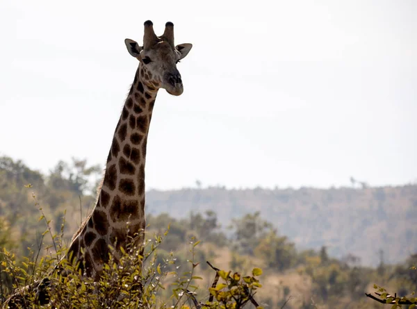 Zsiráf Tornyosul Fák Felett Dél Afrikai Pilanesberg Nemzeti Parkban Afrikai — Stock Fotó