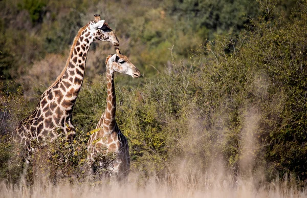 Güzel Bir Çift Zürafa Güney Afrika Daki Pilanesberg Ulusal Parkı — Stok fotoğraf