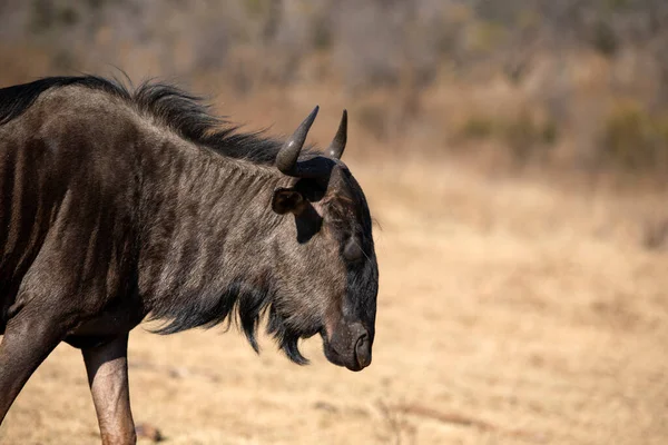 Prachtige Foto Van Een Gnoes Grazen Vrij Afrikaanse Savanne Van — Stockfoto