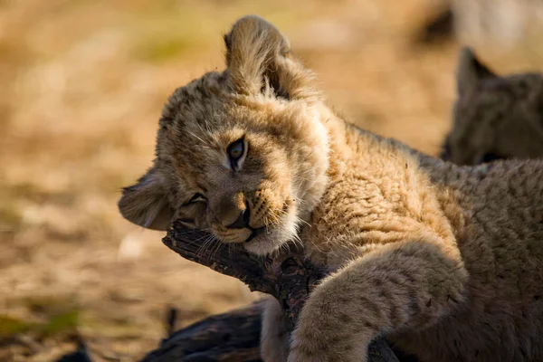 Beautiful big cat, this lion cub is very cute resting on a tree branch in the African savannah as it grows and grows into a big cat and the biggest predator of the savannah which is considered the lion.