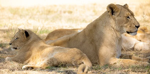 Lioness Her Cub Resting African Savannah South Africa One Big — Stock Photo, Image