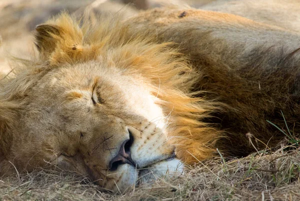 Śpiący Lew Który Jest Jednym Pięciu Wielkich Lwów Afryki Także — Zdjęcie stockowe