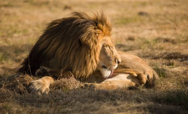 Savananın ya da ormanın kralı, Güney Afrika 'nın Afrika savanasında dinleniyor ve Afrika safarisinin en çok arzu edilen hayvanlarından biri, büyük yırtıcı ve beş büyük avcıdan biri..