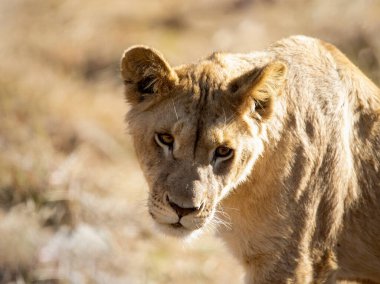 Güney Afrika 'nın Afrika savanındaki safari hayvanlarına bakan dişi aslan, bu Afrika' nın en büyük beş yırtıcısından biri ve Afrika 'nın en büyük yırtıcılarından biri..
