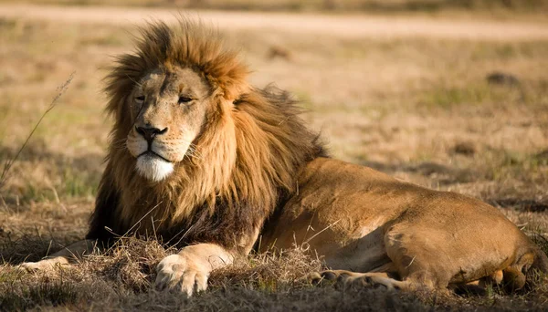 Krásné Pozadí Průchod Lev Král Odpočívá Africké Savany Jižní Afriky — Stock fotografie