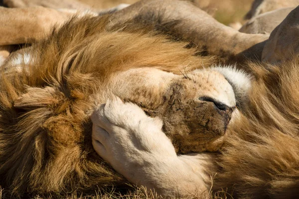 Face Lion King Resting African Savannah South Africa One Star — Stock Photo, Image